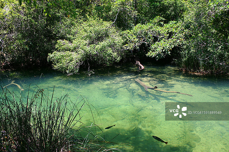 巴西福尔摩索河水中的枯树图片素材
