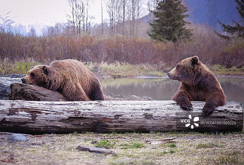 伙计，你什么时候起床图片素材