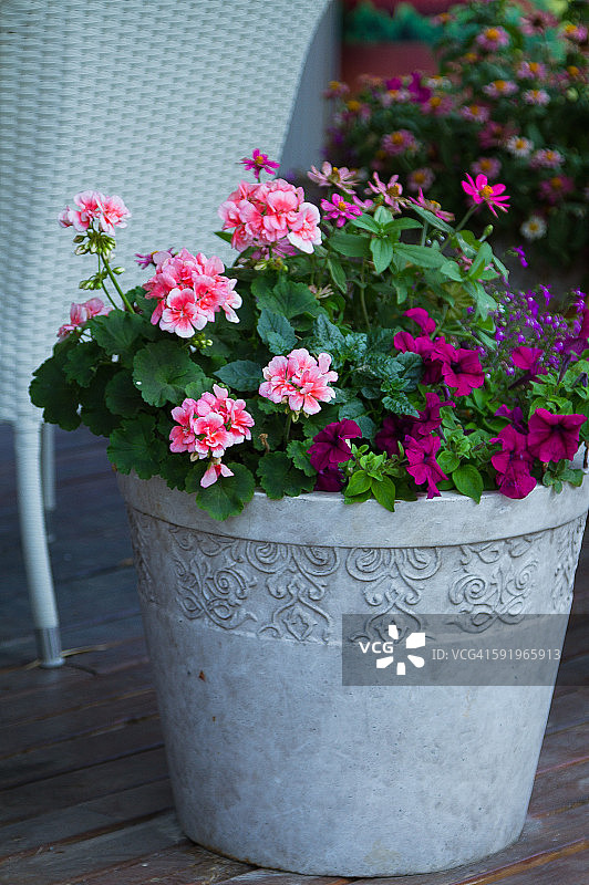 天竺葵图片素材