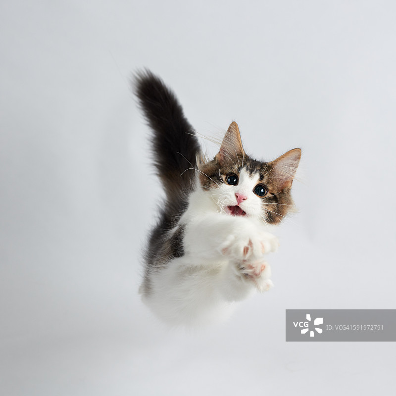 跳跃的小猫图片素材