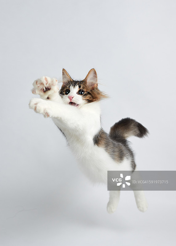 跳跃的小猫图片素材