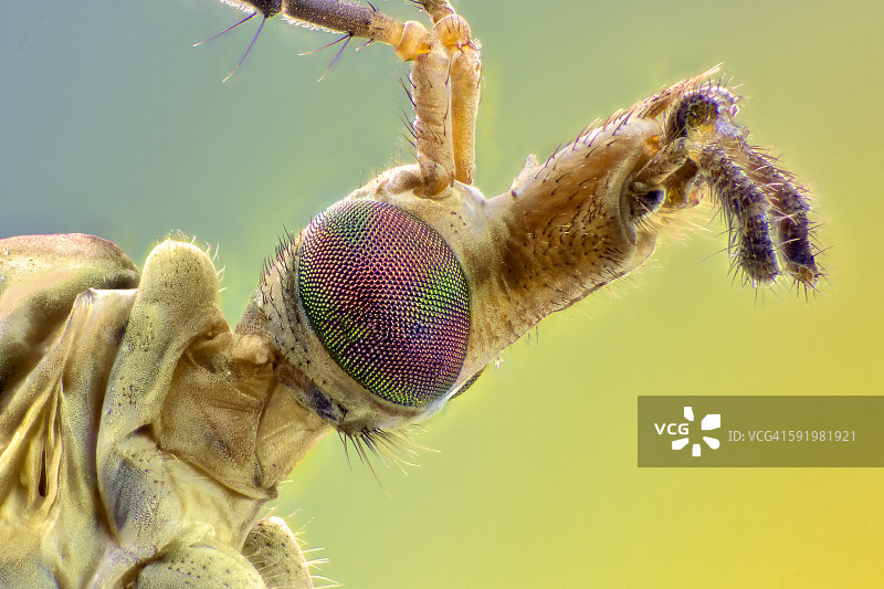 大蚊，头部的特写细节图片素材