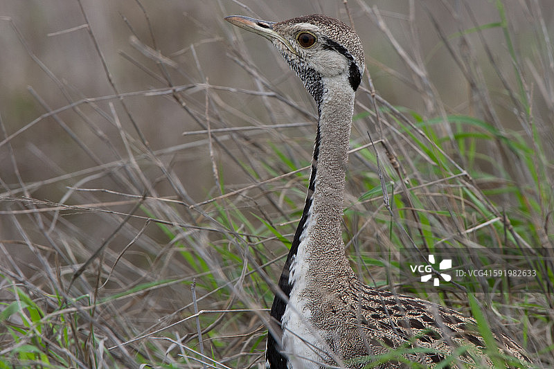 黑腹鸨图片素材