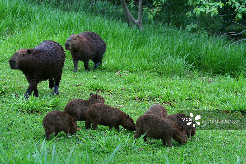 巴西的水豚一家图片素材
