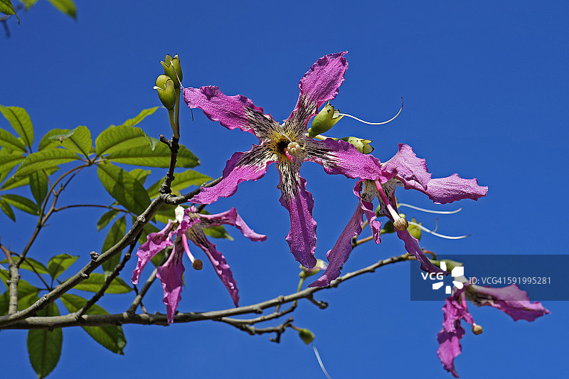 美丽异木棉花图片素材