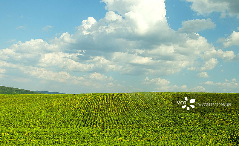 田野里数百万株向日葵图片素材