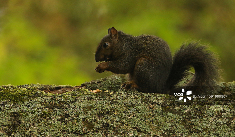 正在觅食的黑松鼠图片素材
