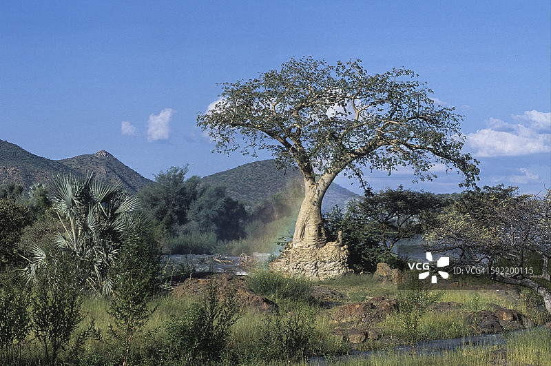 埃普帕瀑布旁的猴面包树图片素材