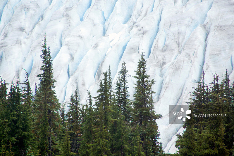 冰墙前的树木图片素材