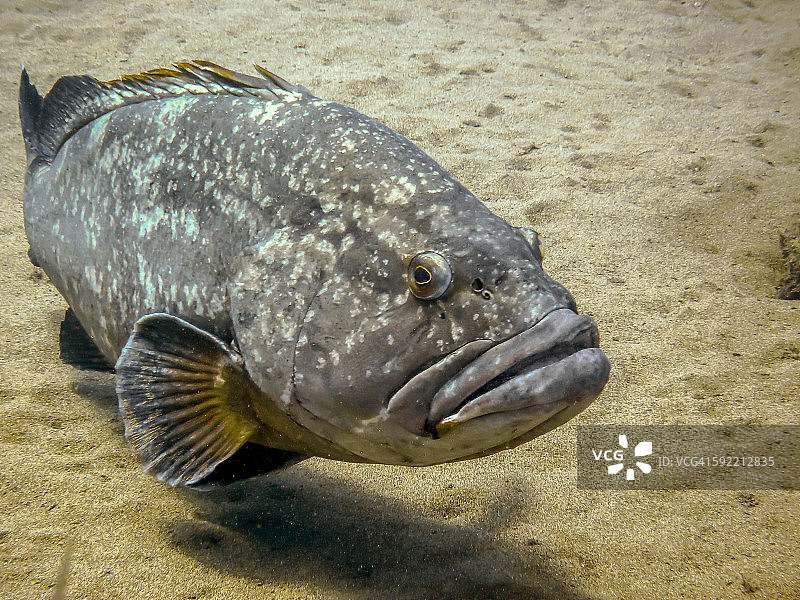 石斑鱼（Epinephelus marginatus）图片素材