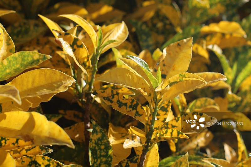 花园变叶木或杂色变叶木图片素材