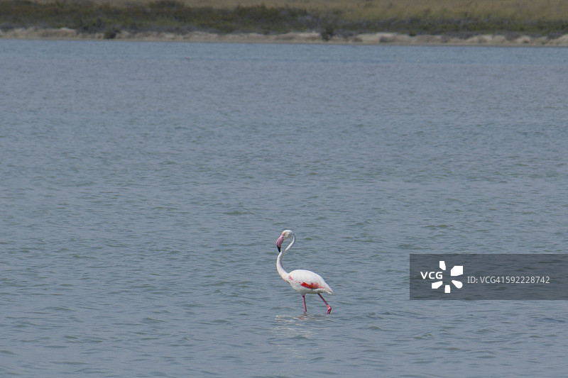 海中的粉红火烈鸟图片素材