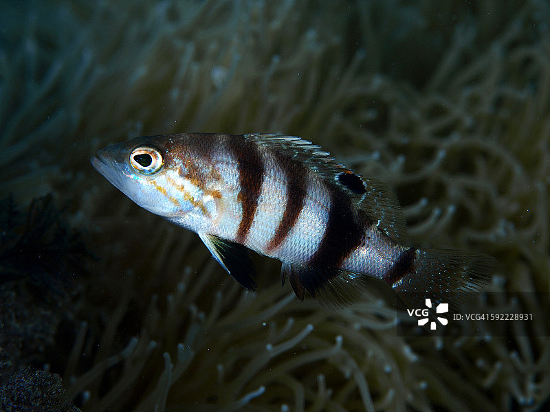 棕色黄瓜图片素材