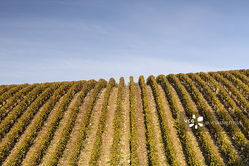 法国夏布利葡萄园的秋天图片素材