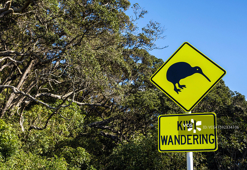 猕猴桃图片素材