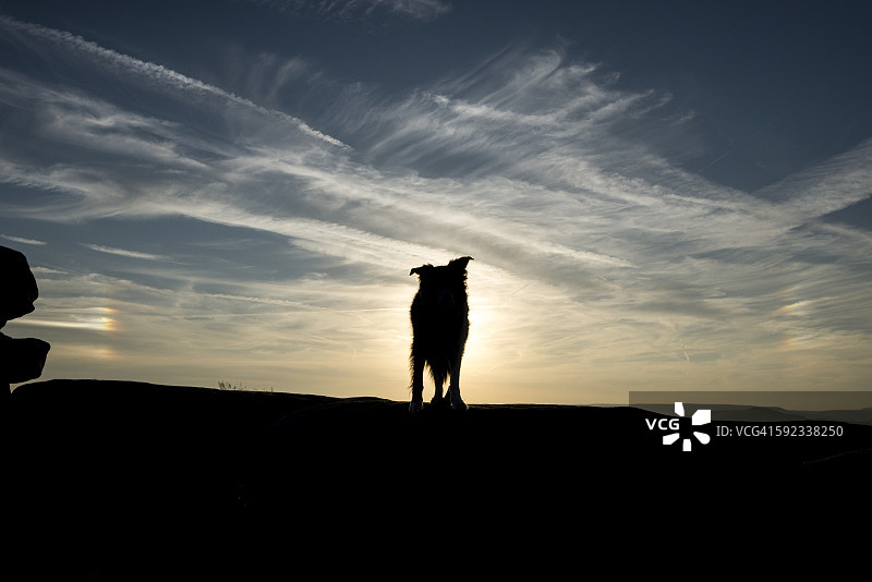 日落时岩石上的边境牧羊犬图片素材