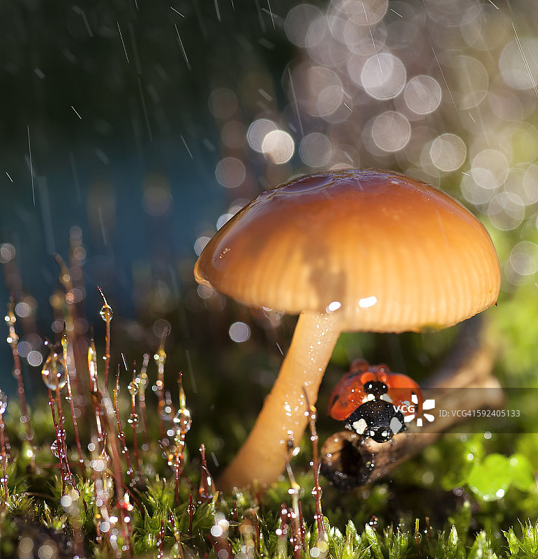 蘑菇下的瓢虫图片素材