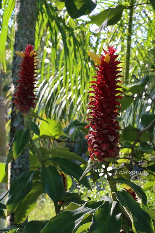 螺旋姜（Costus barbatus）上的花朵图片素材