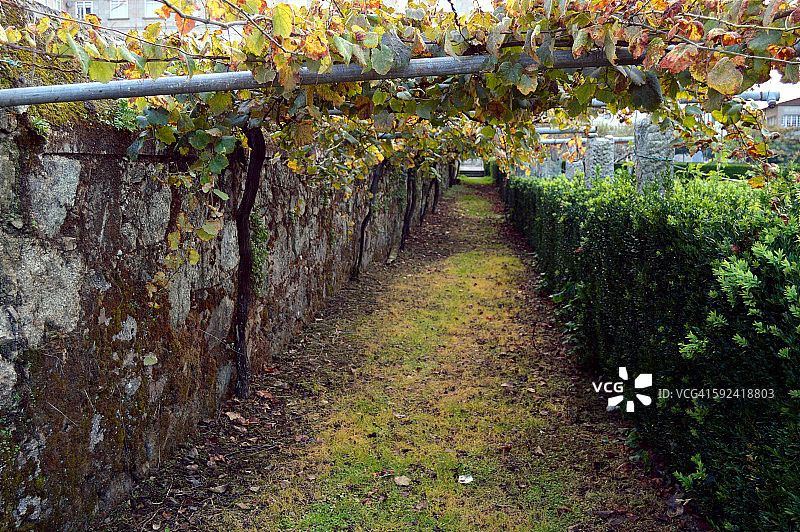 树篱和葡萄园图片素材