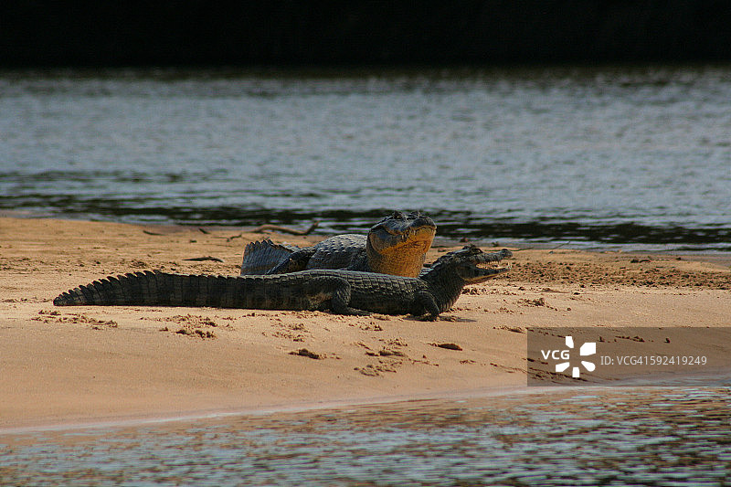 潘塔纳尔湿地河岸上的凯门鳄夫妇图片素材