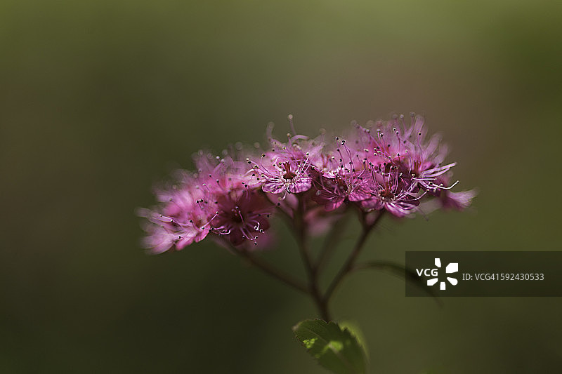 盛开的绣线菊花头图片素材
