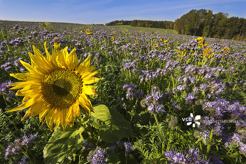 蓝盆花和向日葵田野图片素材