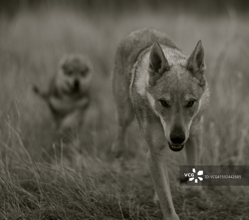 狼妈妈和小狼崽图片素材