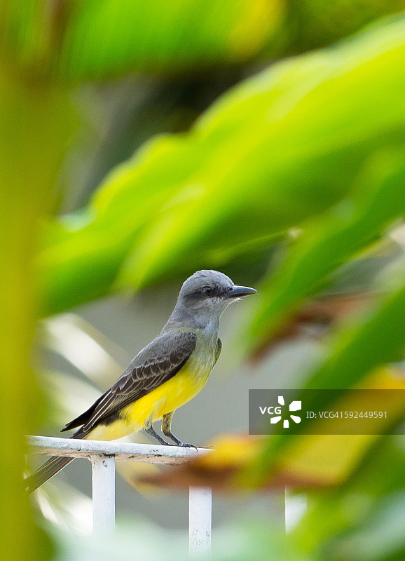 哀鸣暴君鸟图片素材