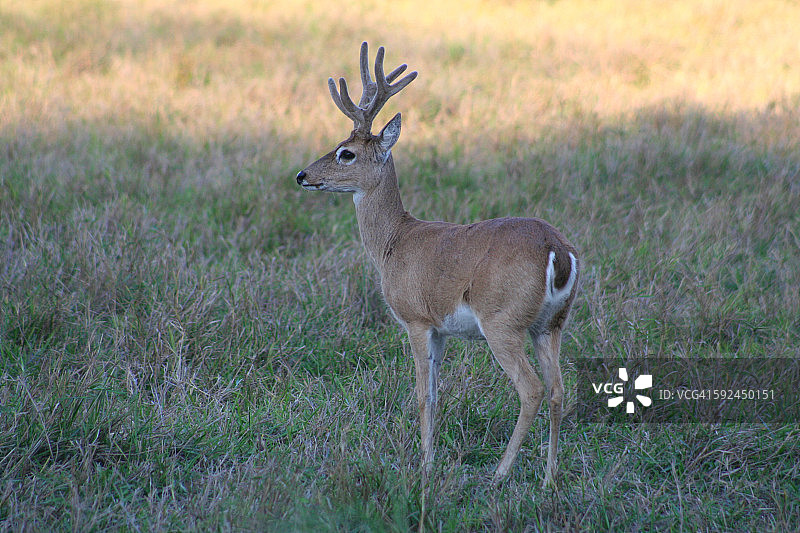 巴西潘塔纳尔湿地草原鹿图片素材