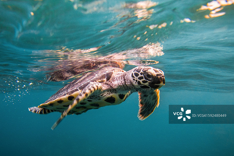 幼年玳瑁海龟在水下游泳图片素材