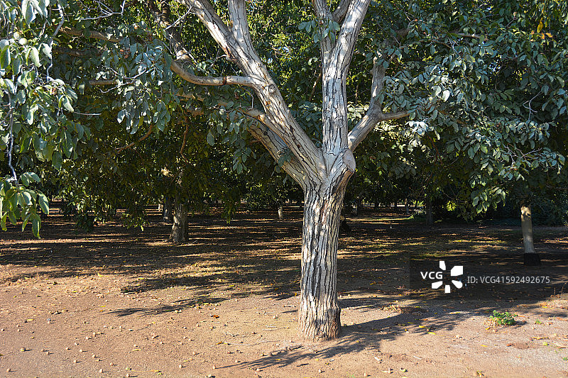 准备摇晃的核桃园图片素材