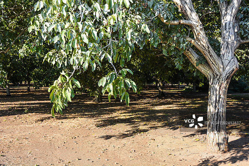 核桃园准备采摘图片素材