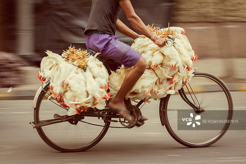 移动中的鸡图片素材