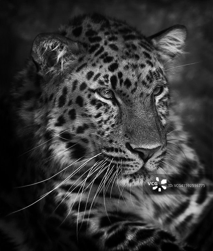 黑色和白色图片素材