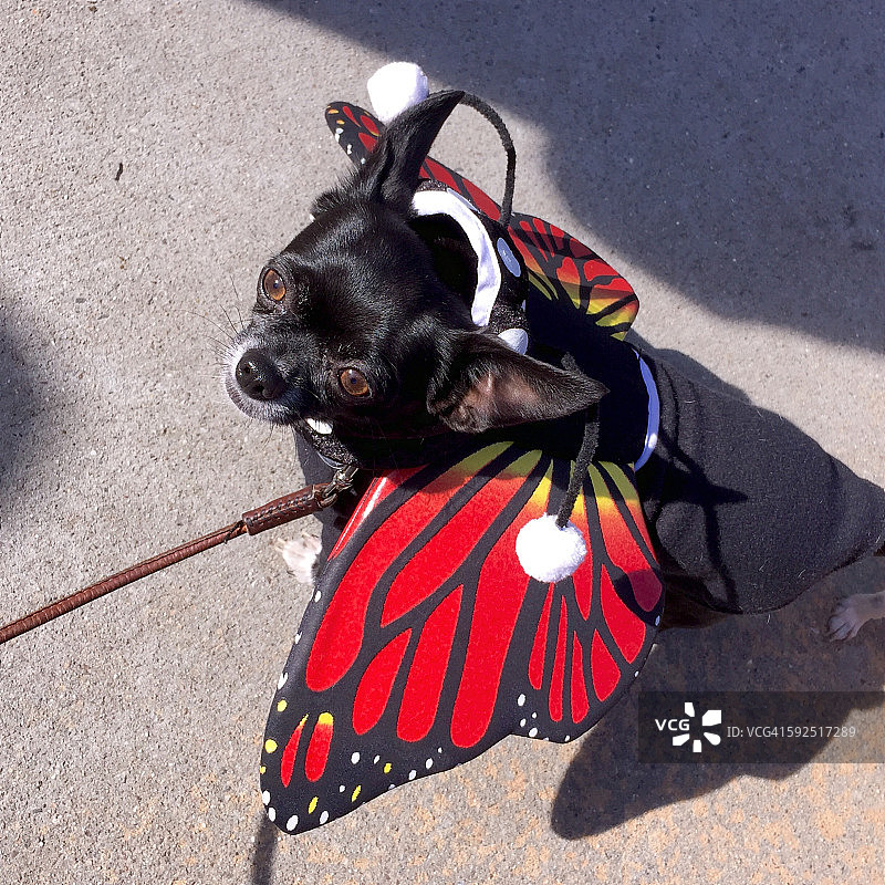 万圣节的宠物图片素材