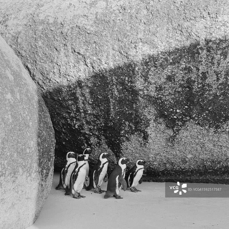 黑色和白色图片素材