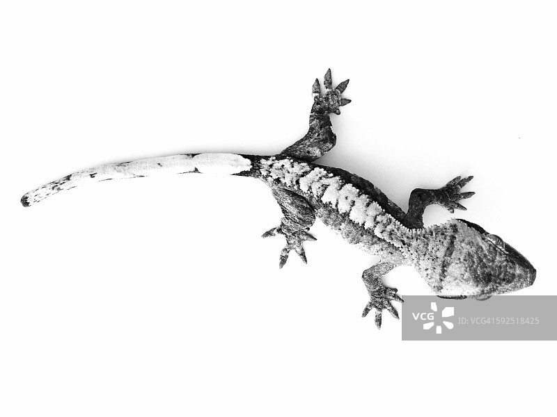 黑色和白色图片素材