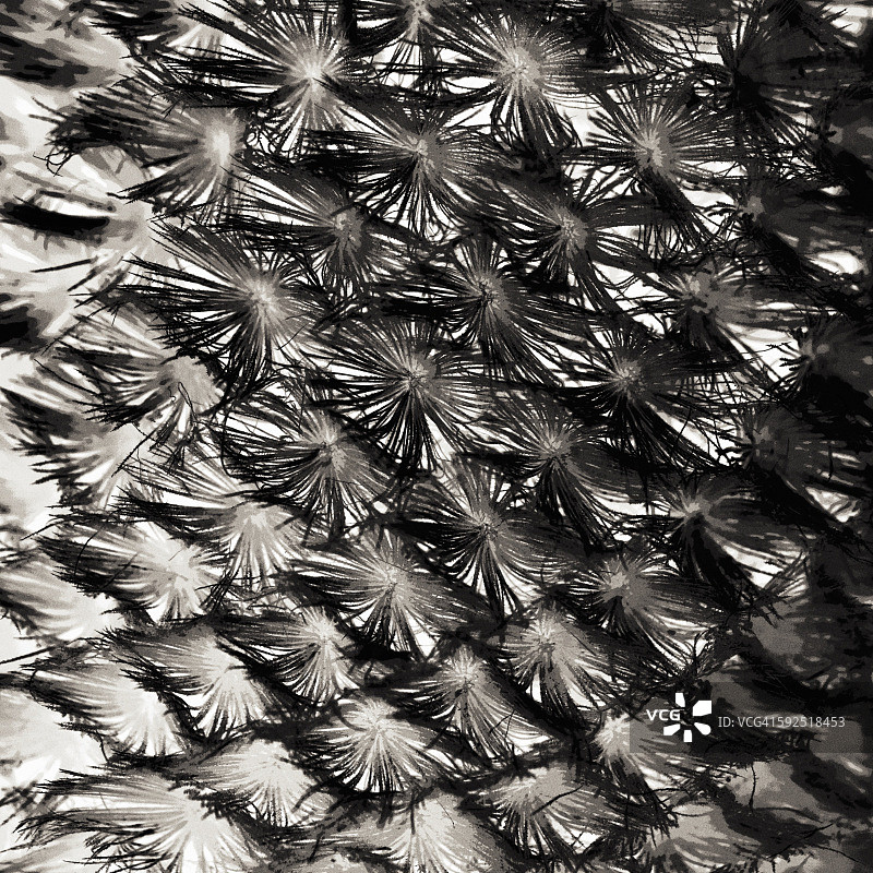 黑色和白色图片素材