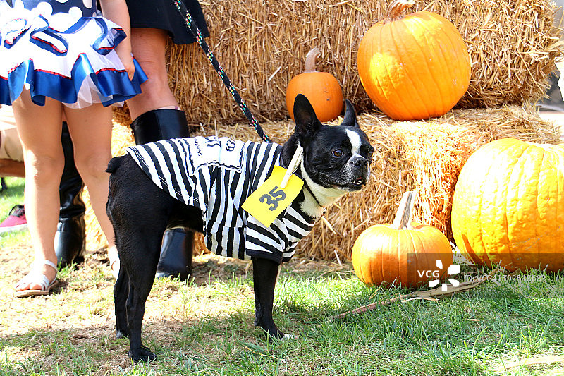 万圣节的宠物图片素材