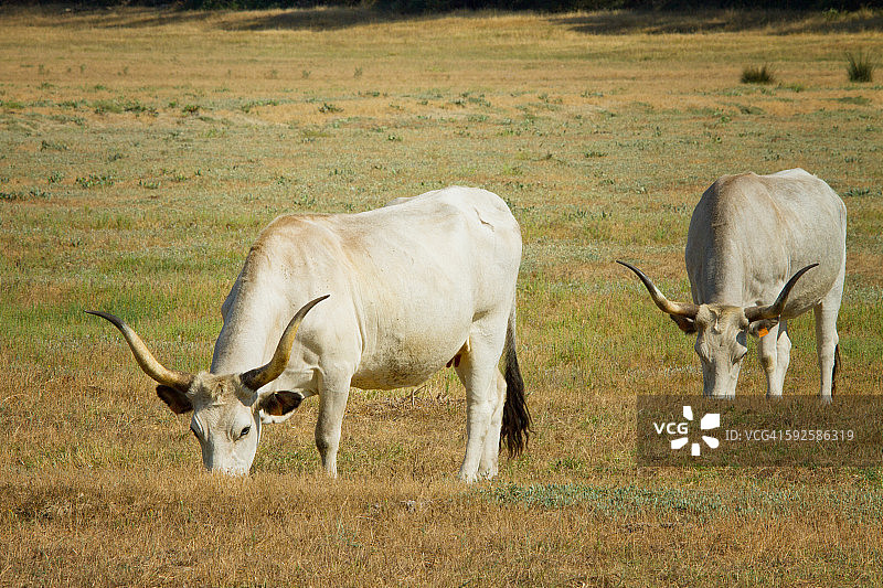 玛瑞玛母牛图片素材