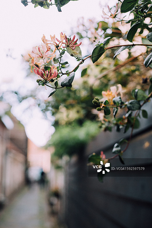 桃色的花朵图片素材