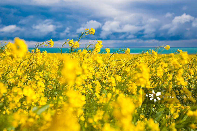 青海湖附近的油菜花田图片素材