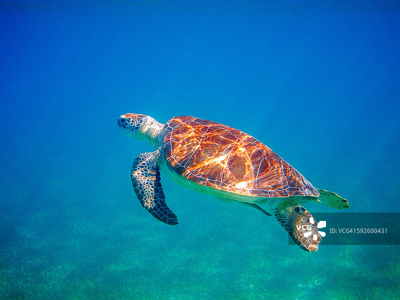 库莱布拉岛的海龟图片素材