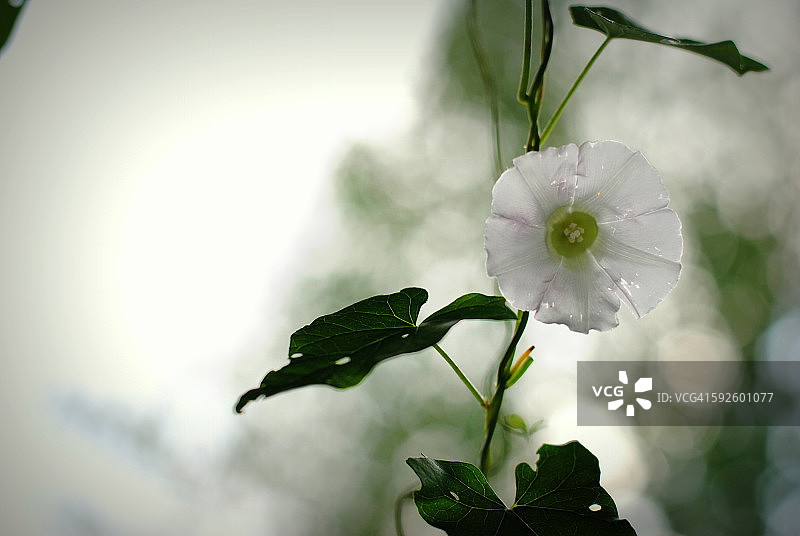 风铃花图片素材