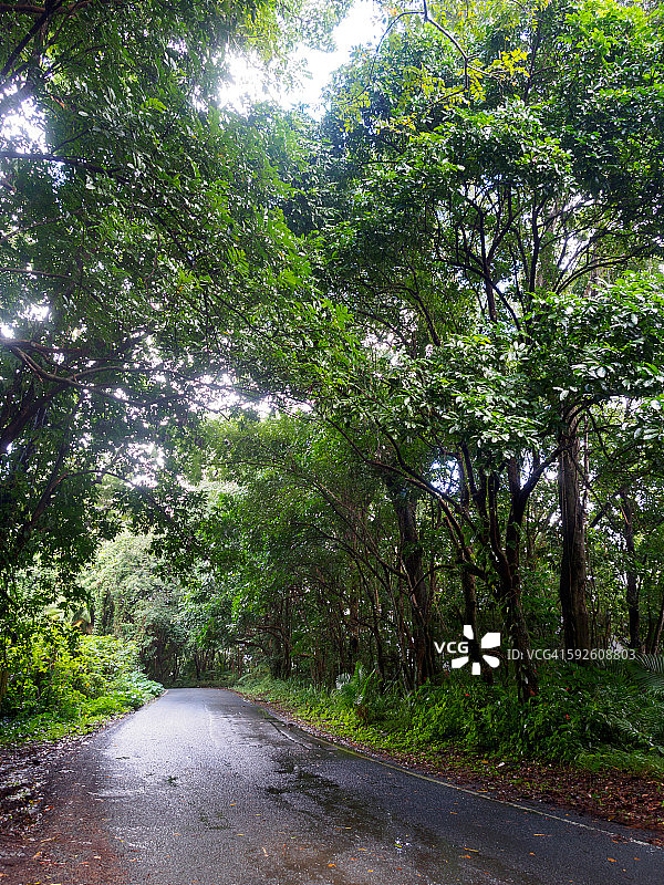 云雀热带雨林图片素材