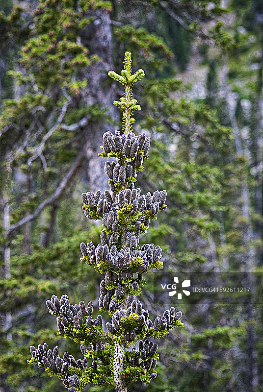 亚高山冷杉图片素材