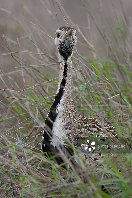 黑腹鸨图片素材
