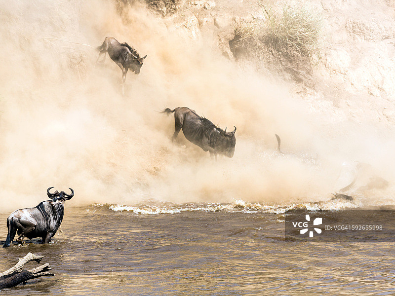 肯尼亚的角马大迁徙图片素材