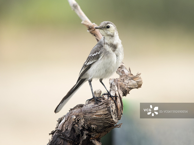 在水中饮水的幼年白鹡鸰图片素材