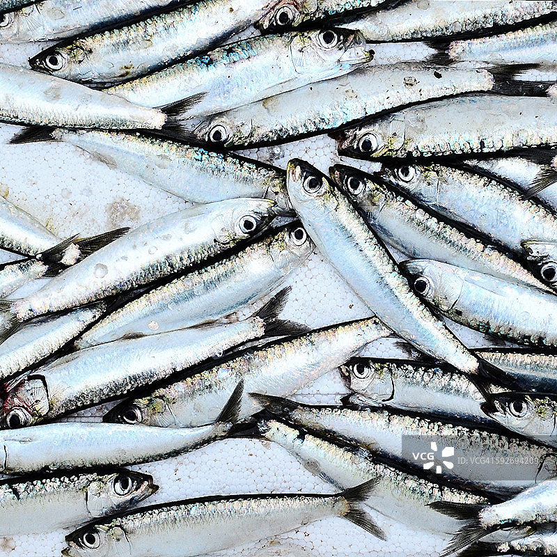 聚苯乙烯托盘中的沙丁鱼图片素材